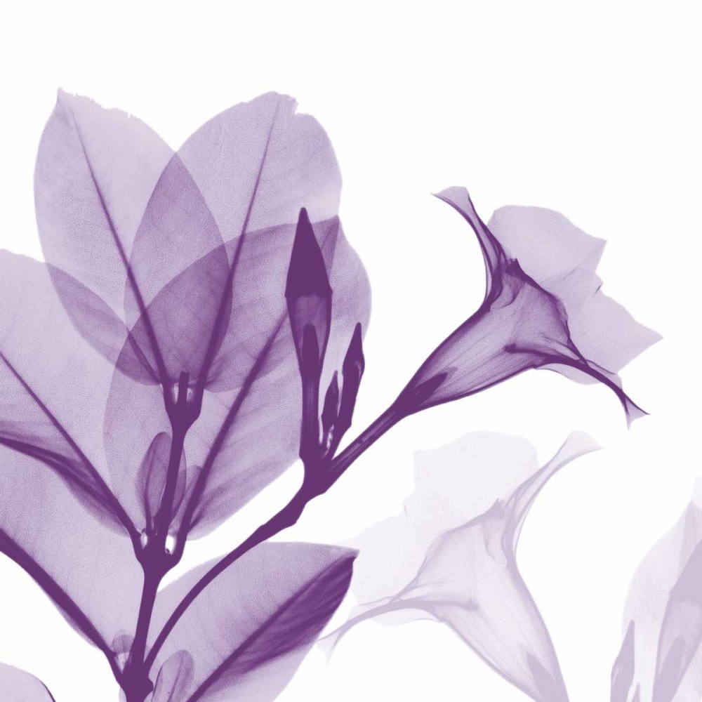 Lavender Mandelilla art print by Albert Koetsier for $57.95 CAD