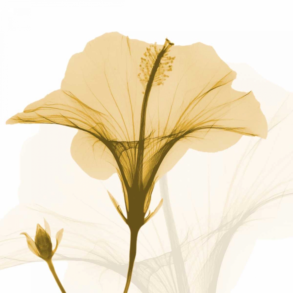 Orange Hibiscus Wave art print by Albert Koetsier for $57.95 CAD