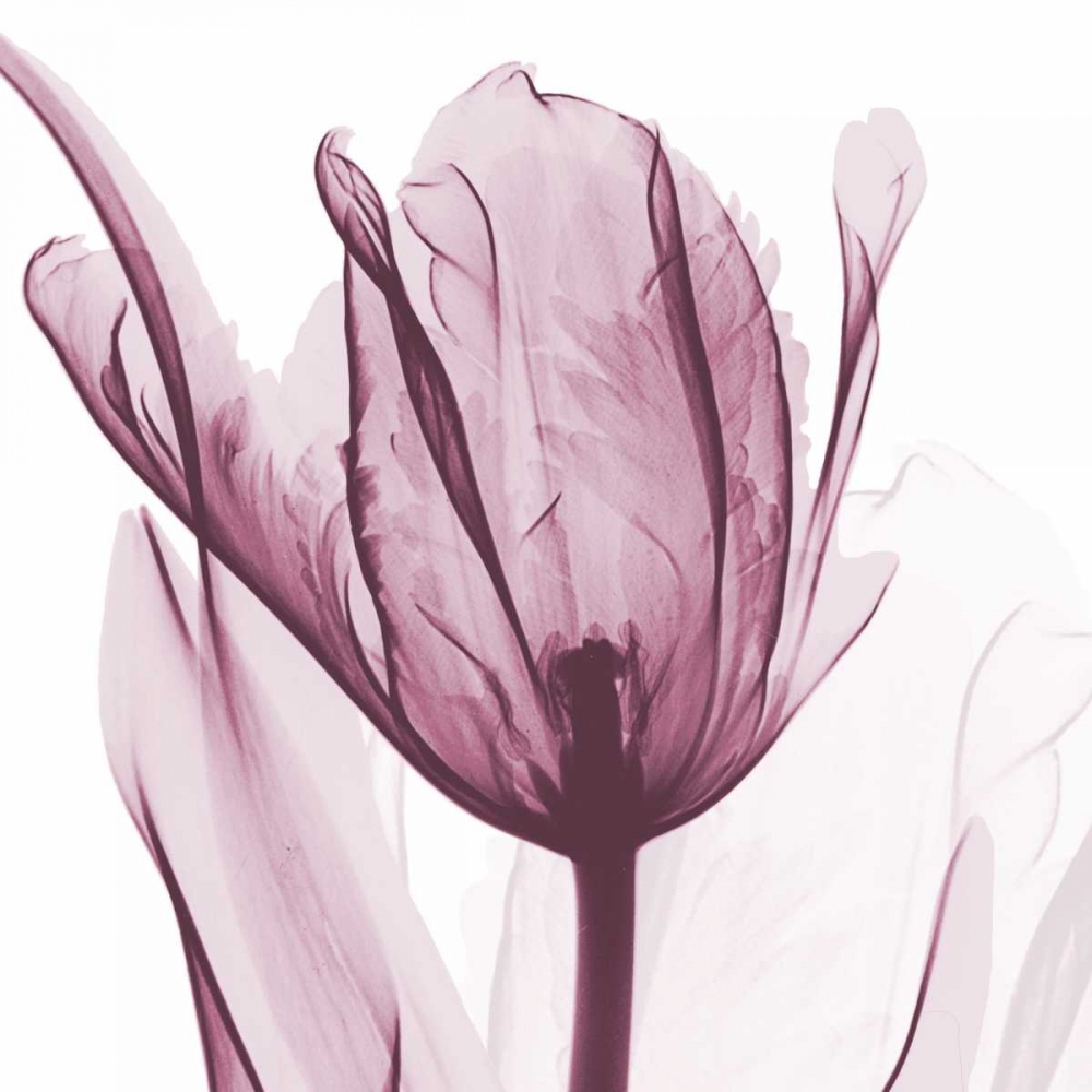 The Purple Tulip art print by Albert Koetsier for $57.95 CAD
