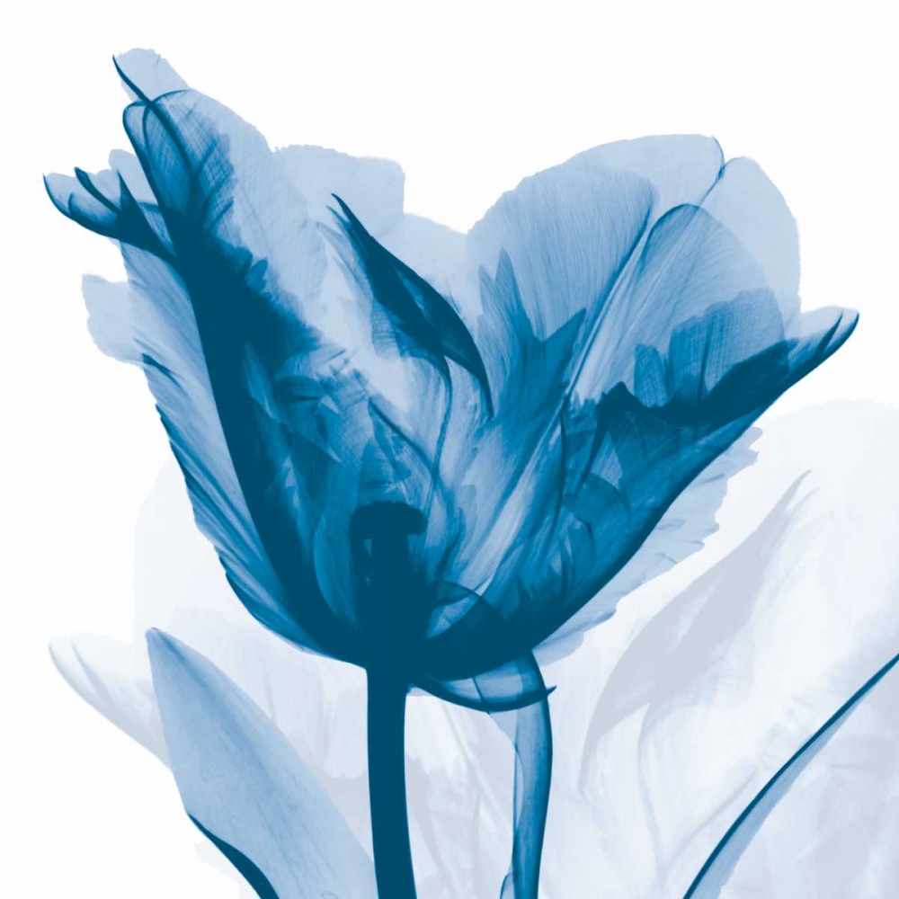 Lusty Blue Tulip art print by Albert Koetsier for $57.95 CAD