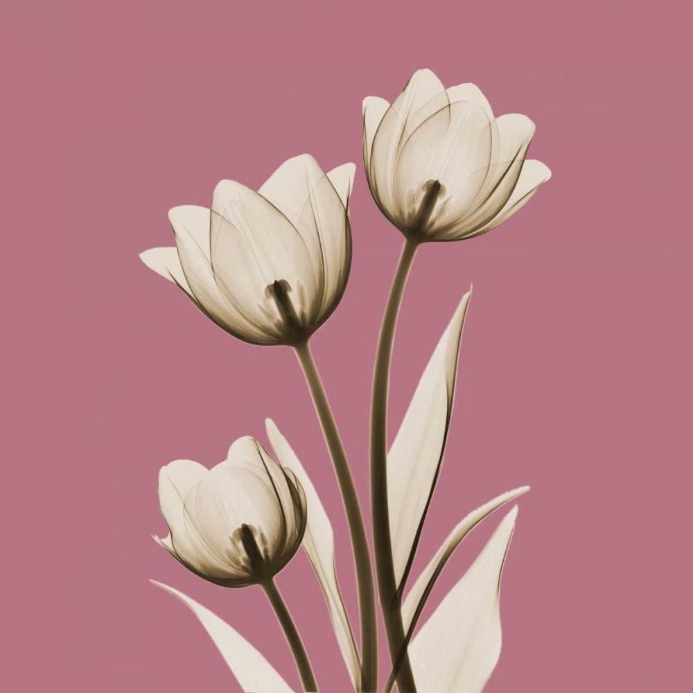 Pink Luster Tulips art print by Albert Koetsier for $57.95 CAD