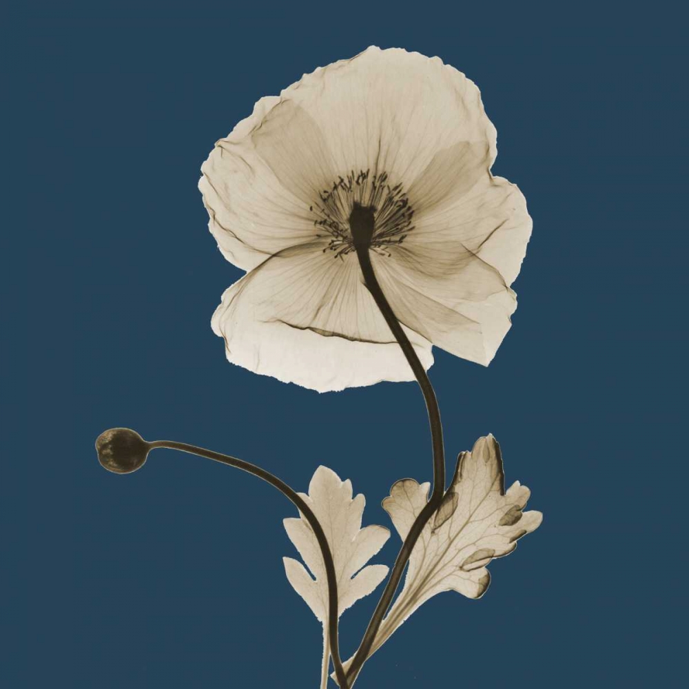 Luster Iceland Poppy art print by Albert Koetsier for $57.95 CAD