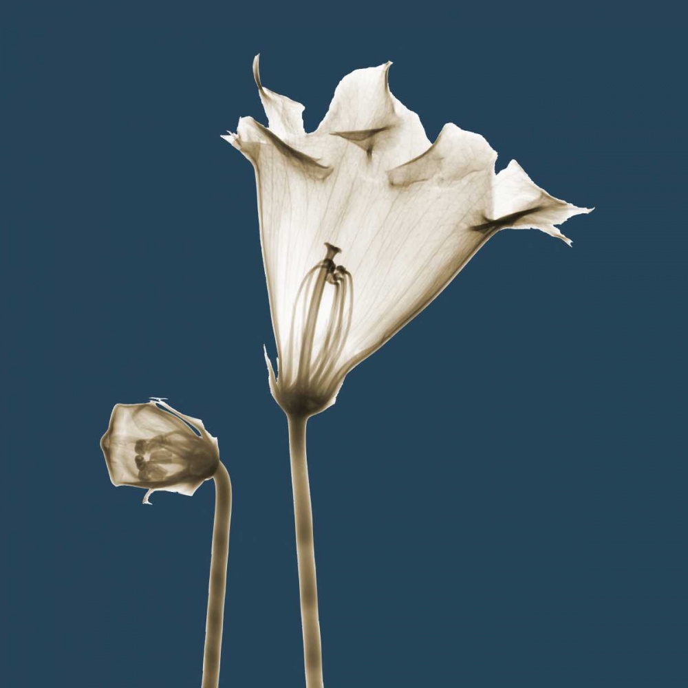 Blue Luster Gloxinia art print by Albert Koetsier for $57.95 CAD