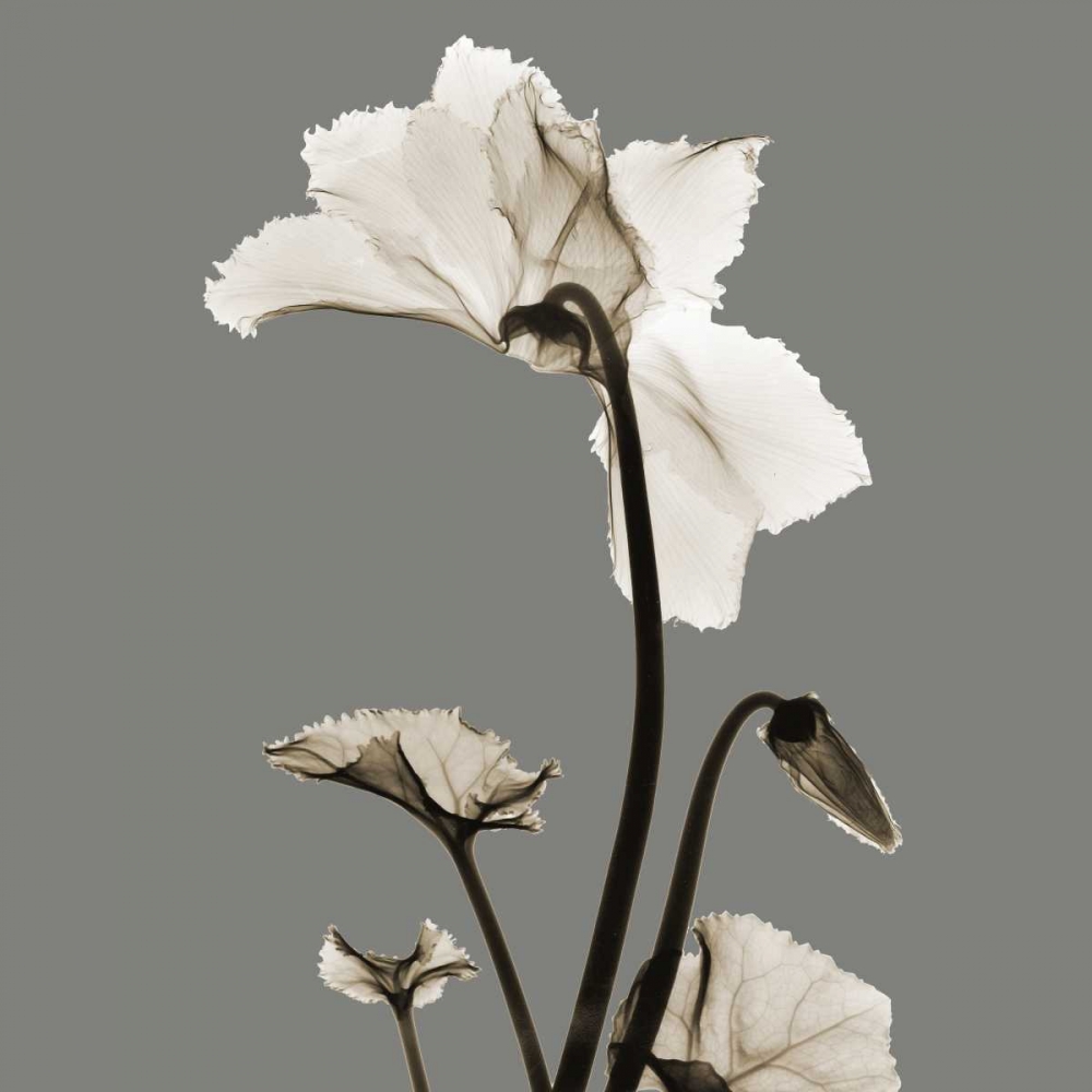 Gray Luster Cyclamen art print by Albert Koetsier for $57.95 CAD