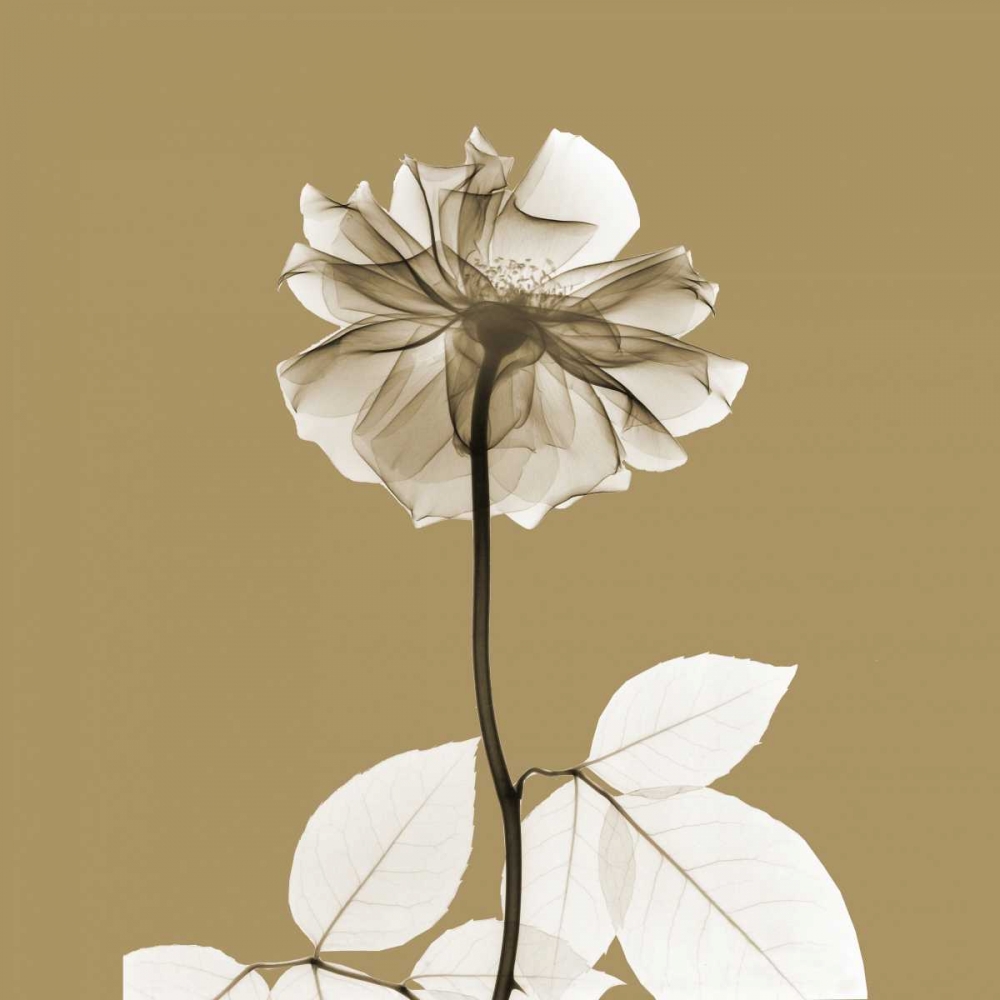 Brown Luster Rose art print by Albert Koetsier for $57.95 CAD