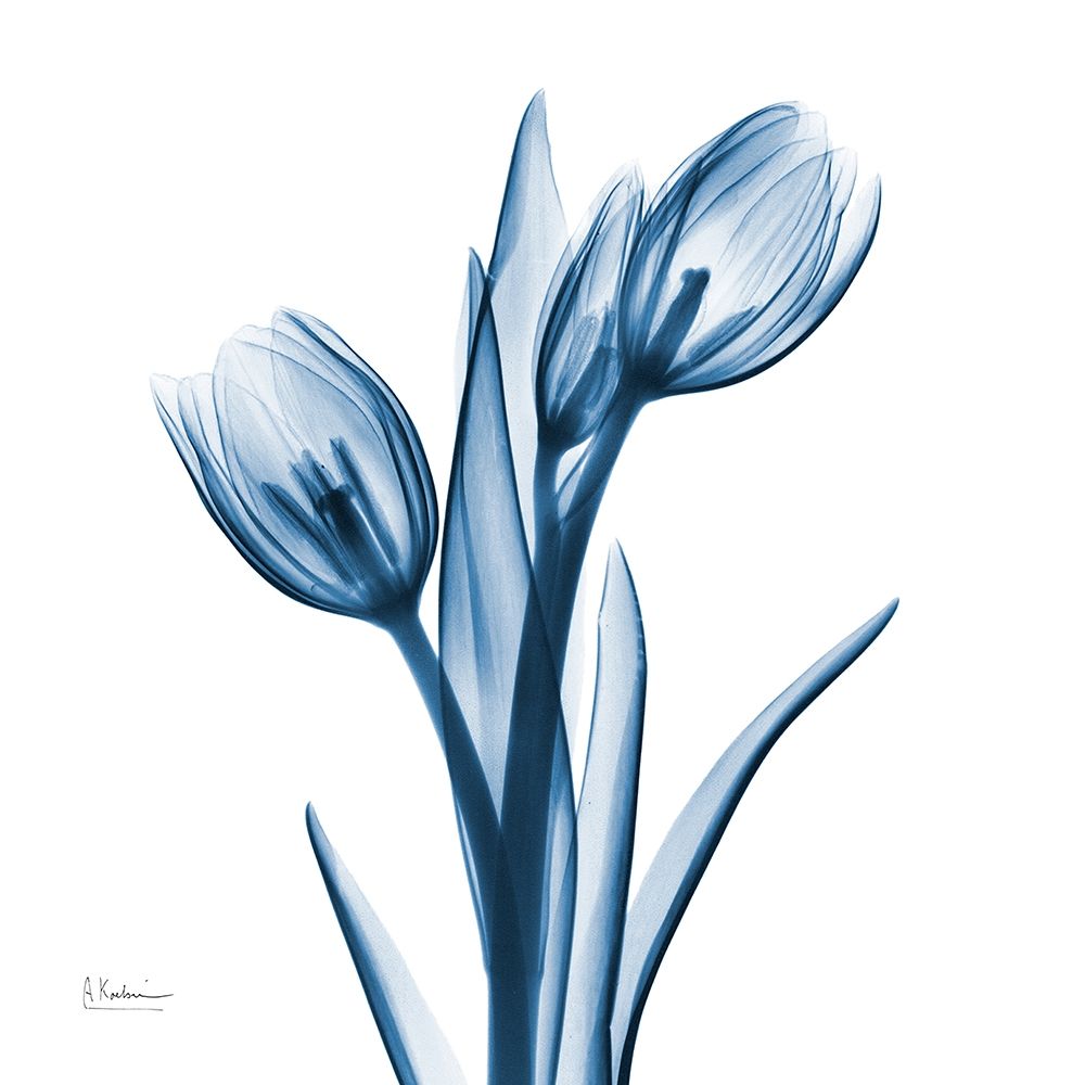 Tulips Indigo art print by Albert Koetsier for $57.95 CAD