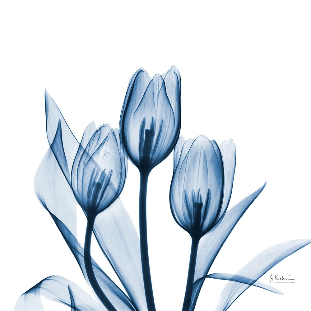 Tulips Indigo art print by Albert Koetsier for $57.95 CAD