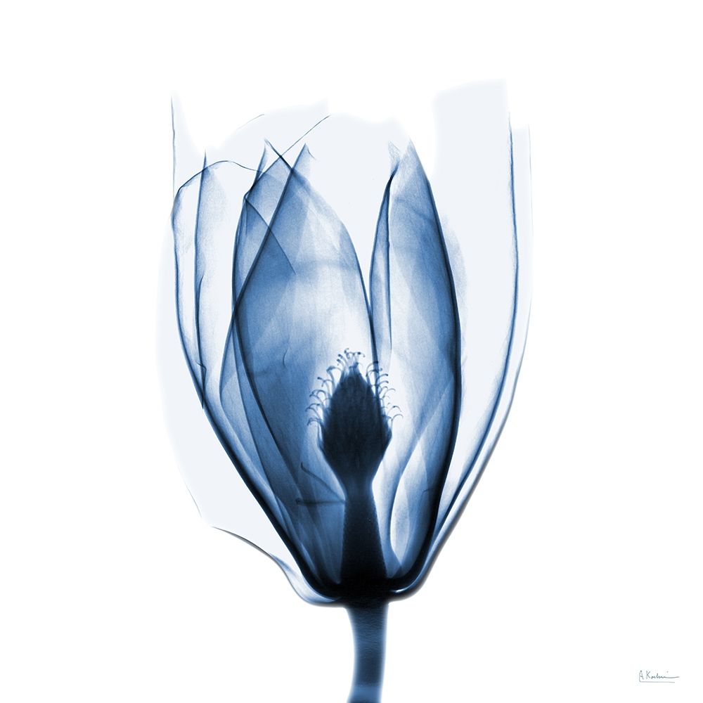 Magnolia Indigo art print by Albert Koetsier for $57.95 CAD
