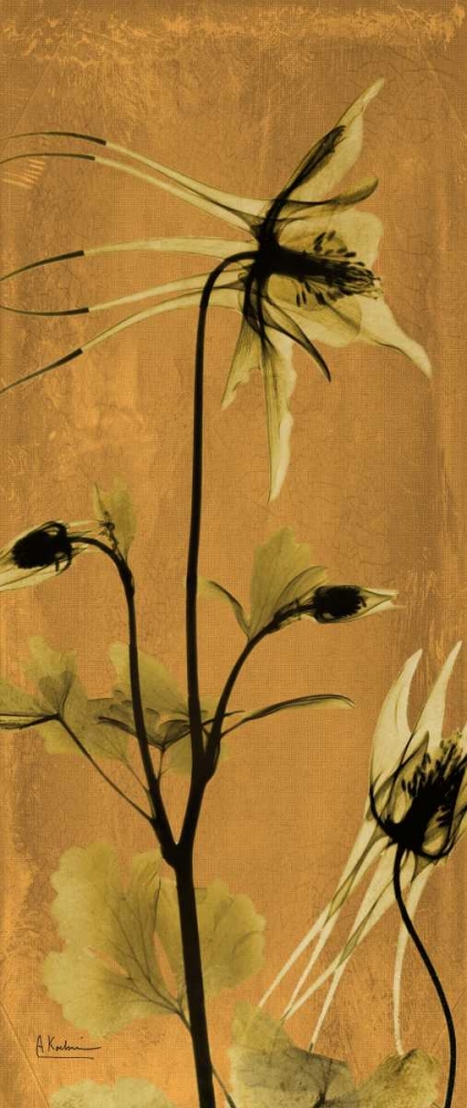 Columbine art print by Albert Koetsier for $57.95 CAD