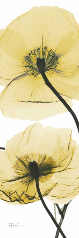 Iceland Poppy Yellow art print by Albert Koetsier for $57.95 CAD