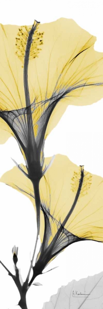 Hibiscus Yellow art print by Albert Koetsier for $57.95 CAD