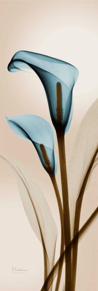 Blue Calla Lily art print by Albert Koetsier for $57.95 CAD