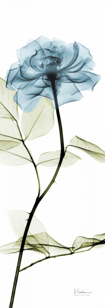 Long Blue Rose art print by Albert Koetsier for $57.95 CAD