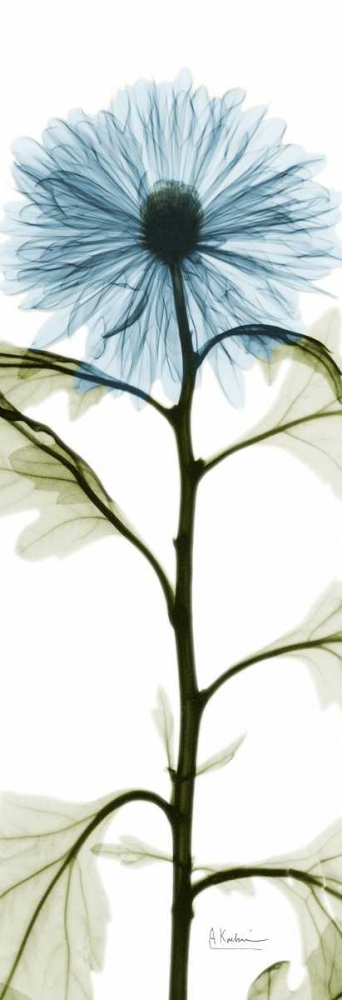 Long Blue Chrysanthemum art print by Albert Koetsier for $57.95 CAD