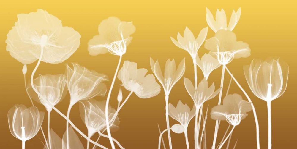 Transparent Flora art print by Albert Koetsier for $57.95 CAD