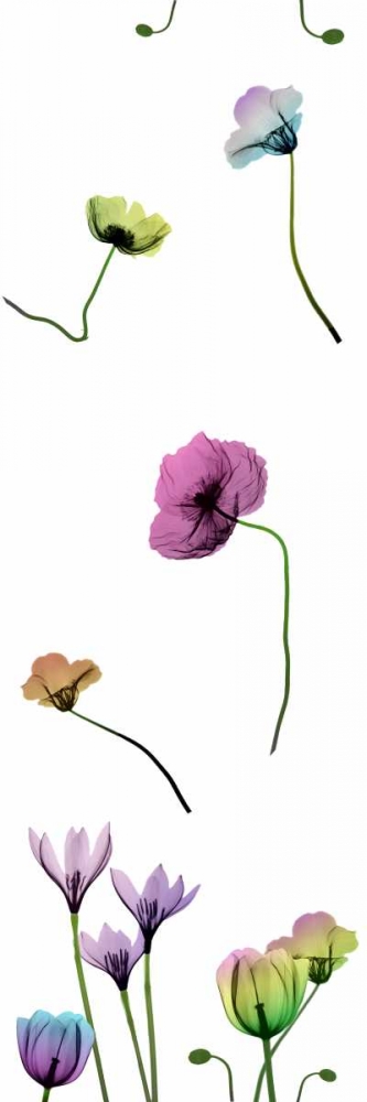 Floral Rainbow Pattern art print by Albert Koetsier for $57.95 CAD