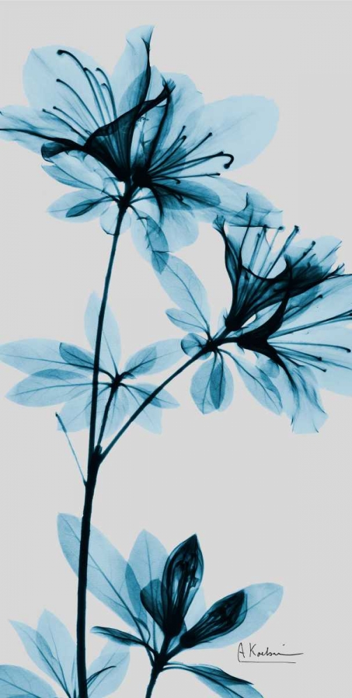 Blue Azalea art print by Albert Koetsier for $57.95 CAD