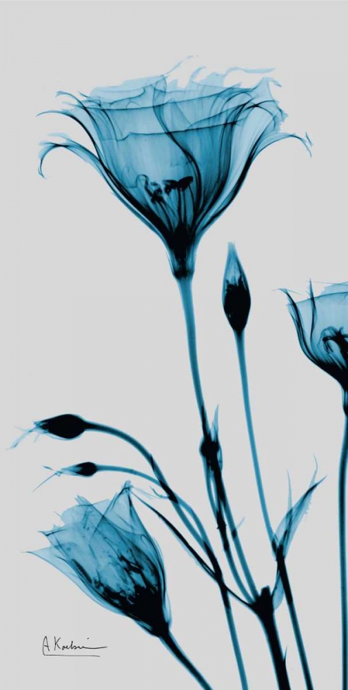 Blue Gentian art print by Albert Koetsier for $57.95 CAD
