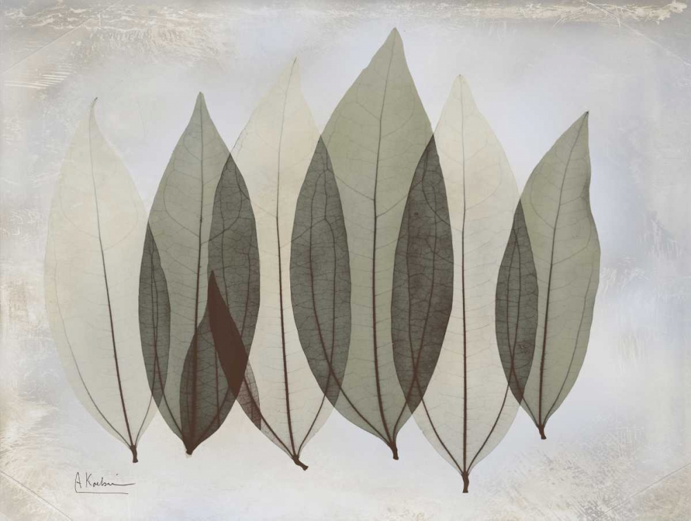 Coculus Leaf L348 art print by Albert Koetsier for $57.95 CAD