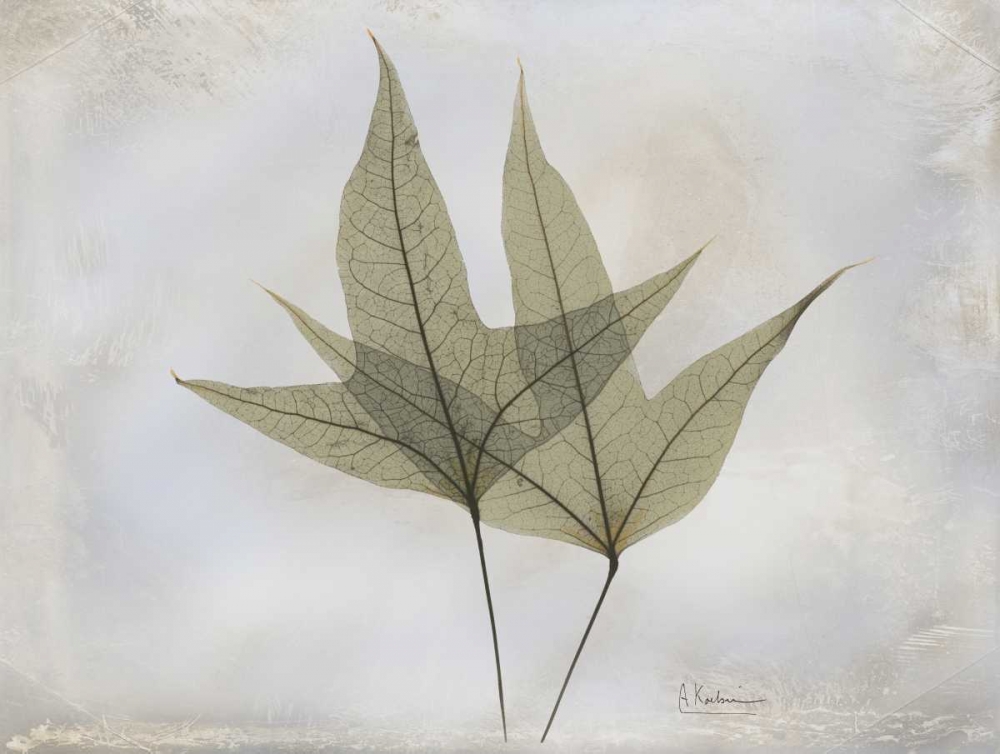 Trident Maple E217 art print by Albert Koetsier for $57.95 CAD