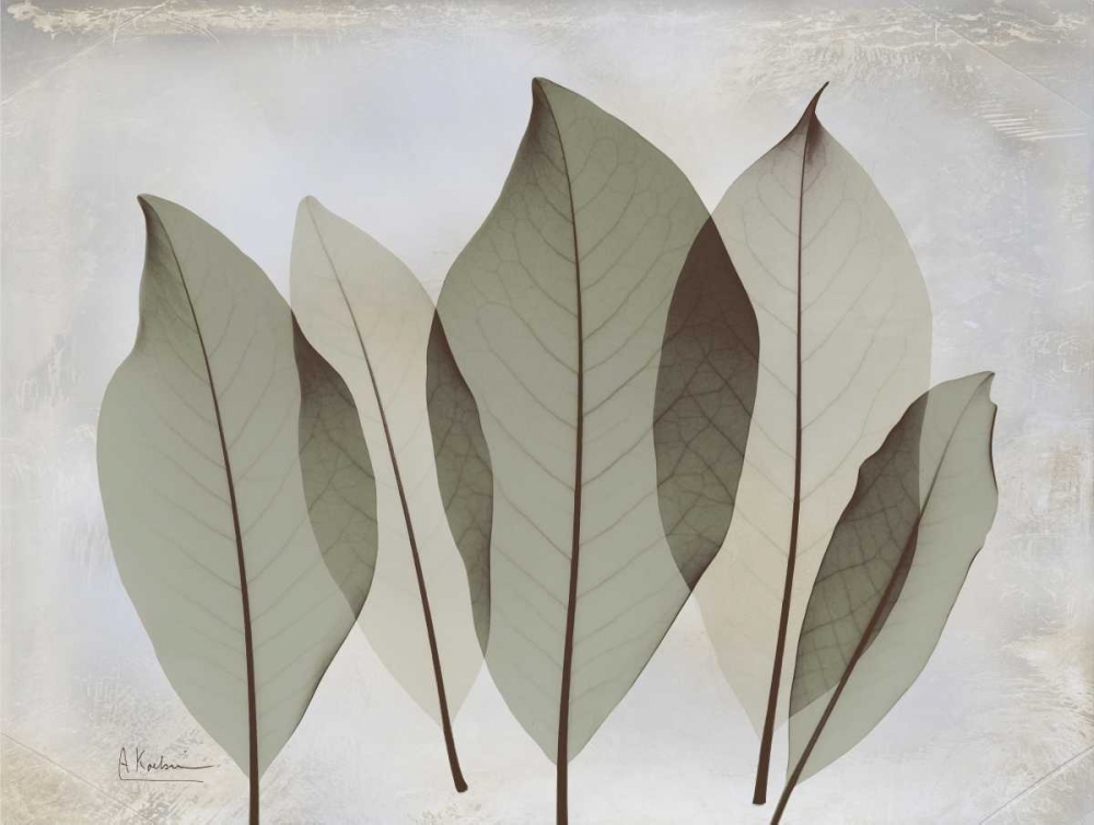 Magnolia Leaf art print by Albert Koetsier for $57.95 CAD