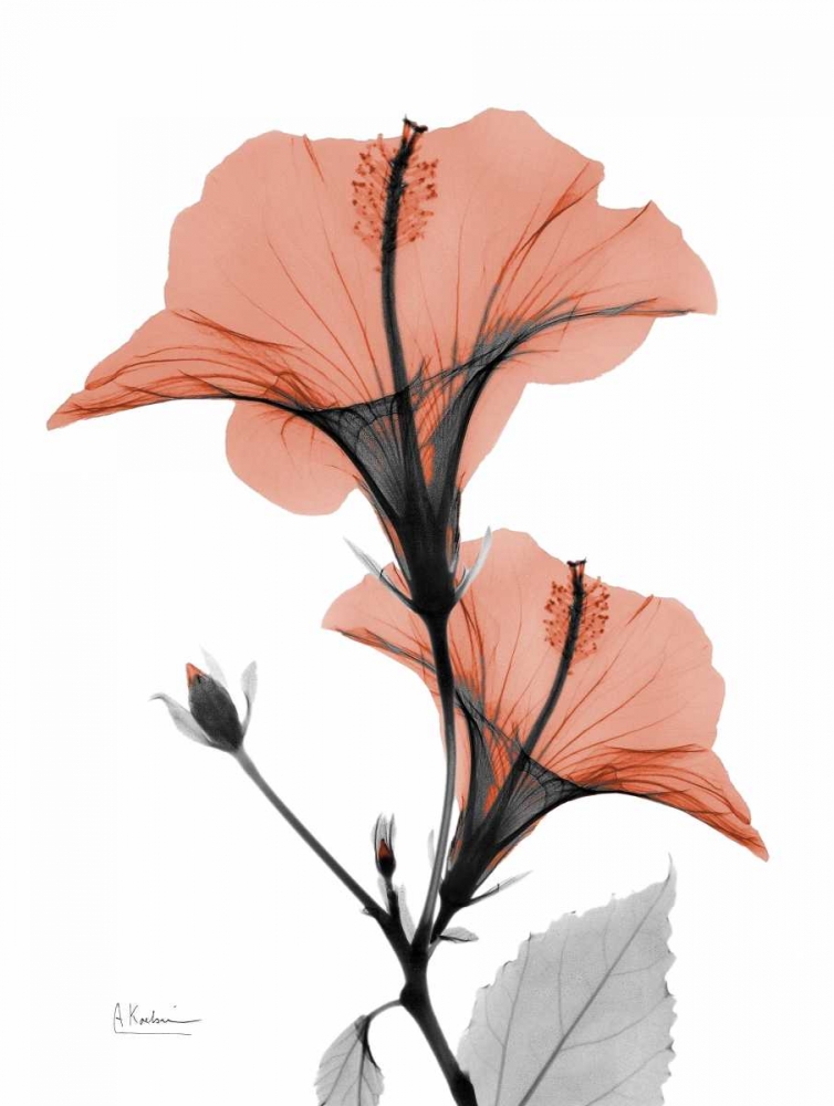 Soft Hibiscus art print by Albert Koetsier for $57.95 CAD