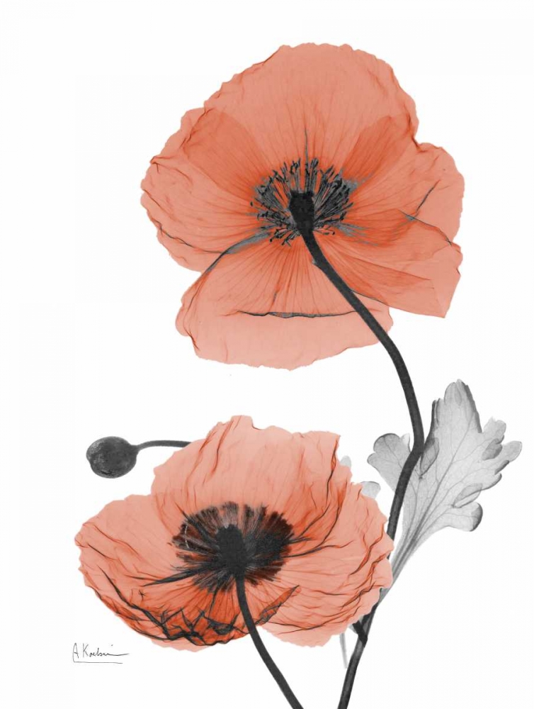 Soft Poppy art print by Albert Koetsier for $57.95 CAD