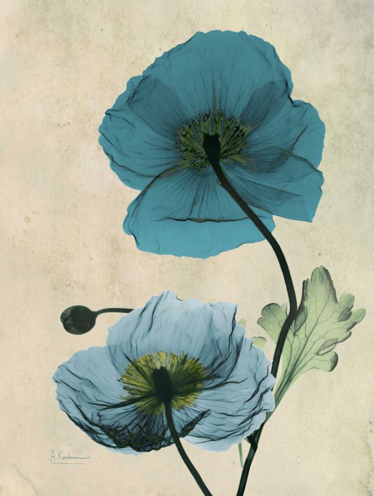 Iceland Poppy art print by Albert Koetsier for $57.95 CAD
