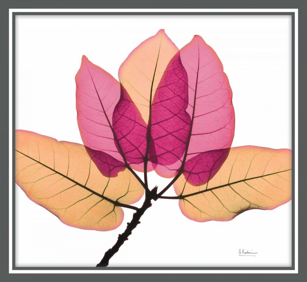 Ficus Burkey art print by Albert Koetsier for $57.95 CAD