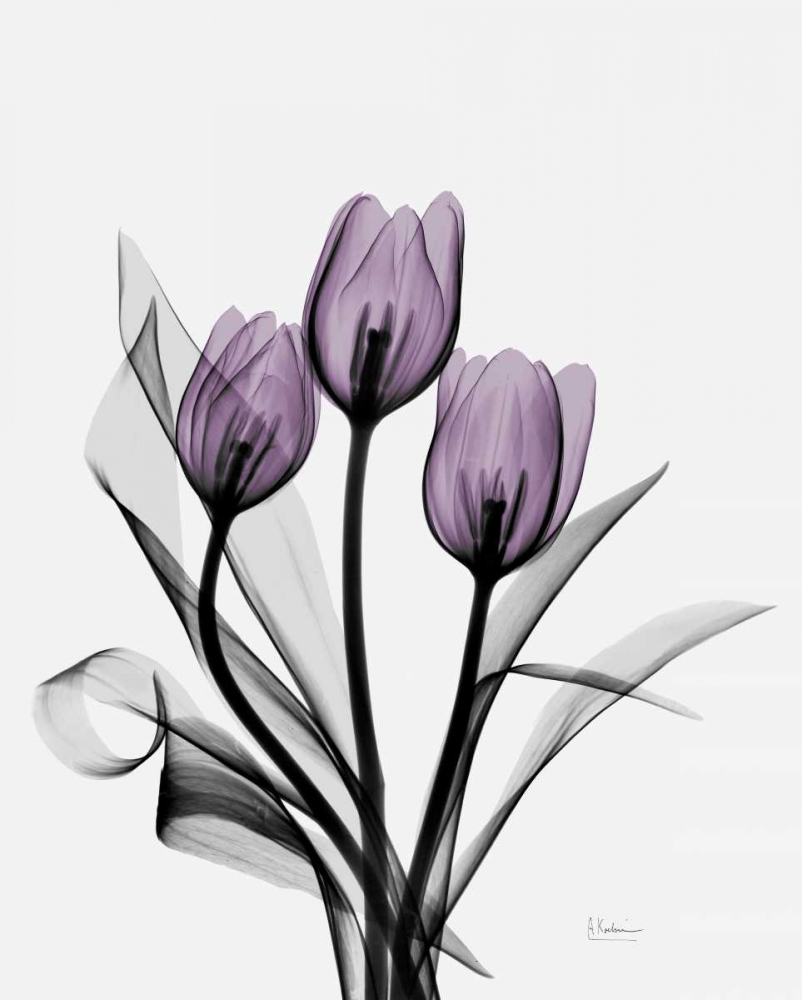 Three Purple Tulips H14 art print by Albert Koetsier for $57.95 CAD