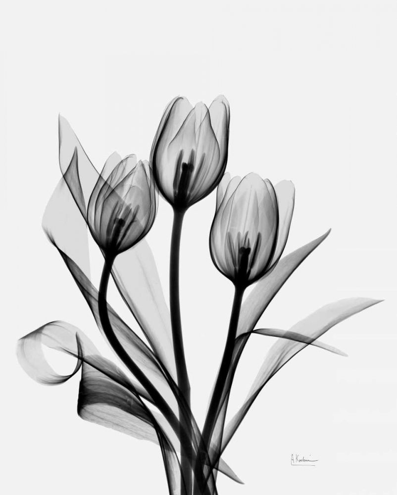 Three Gray Tulips H14 art print by Albert Koetsier for $57.95 CAD