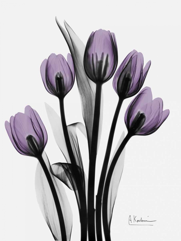 Five Tulips in Purple art print by Albert Koetsier for $57.95 CAD