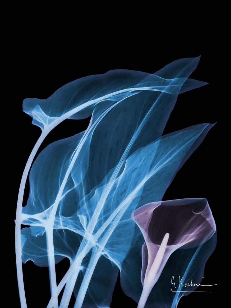 Blue Purple Calla art print by Albert Koetsier for $57.95 CAD