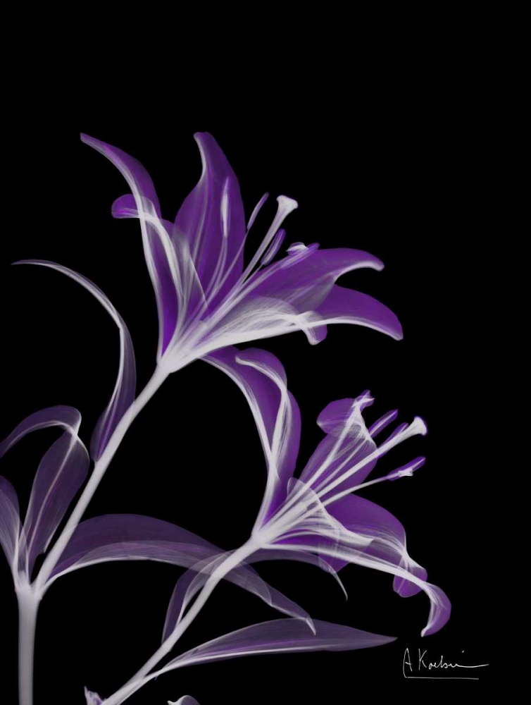 Purple Lily art print by Albert Koetsier for $57.95 CAD