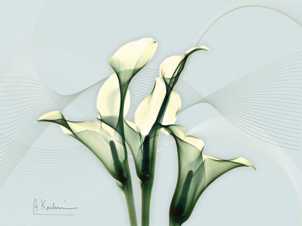 Calla Lily L275 art print by Albert Koetsier for $57.95 CAD