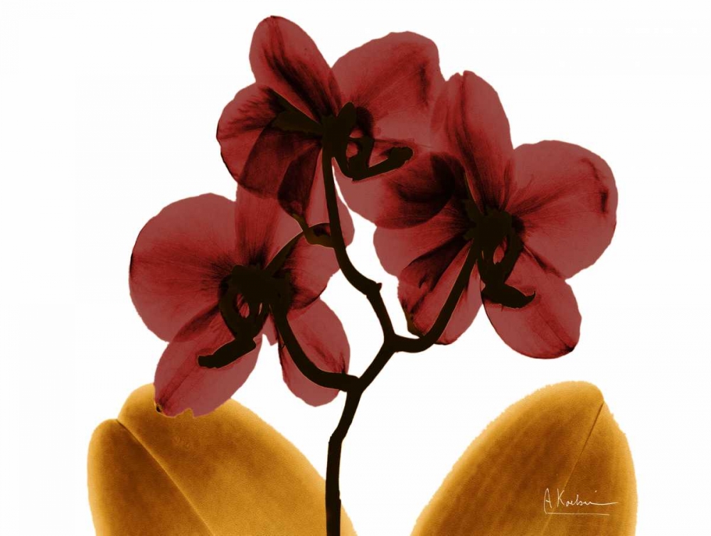 Orchid Fall art print by Albert Koetsier for $57.95 CAD
