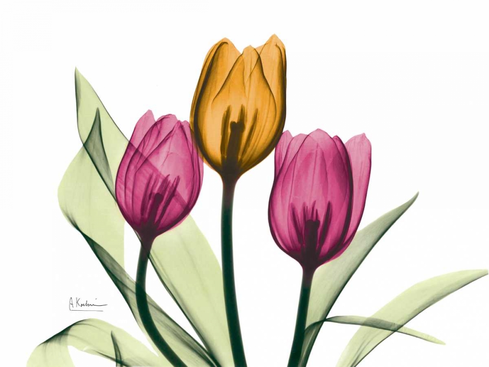 Tulip art print by Albert Koetsier for $57.95 CAD