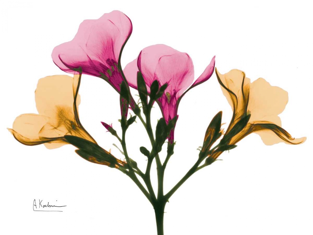Oleander A56 art print by Albert Koetsier for $57.95 CAD