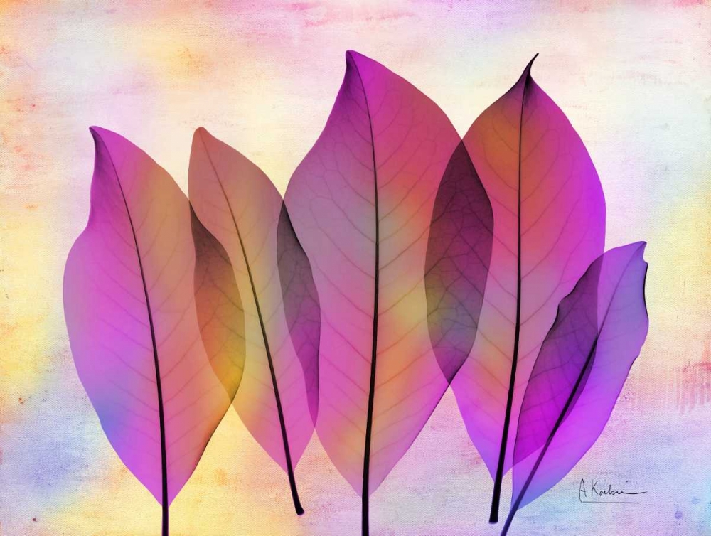 Retroluxed Magnoli art print by Albert Koetsier for $57.95 CAD