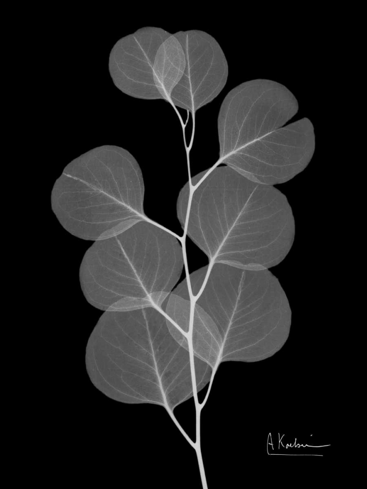 Eucalyptus E196 art print by Albert Koetsier for $57.95 CAD