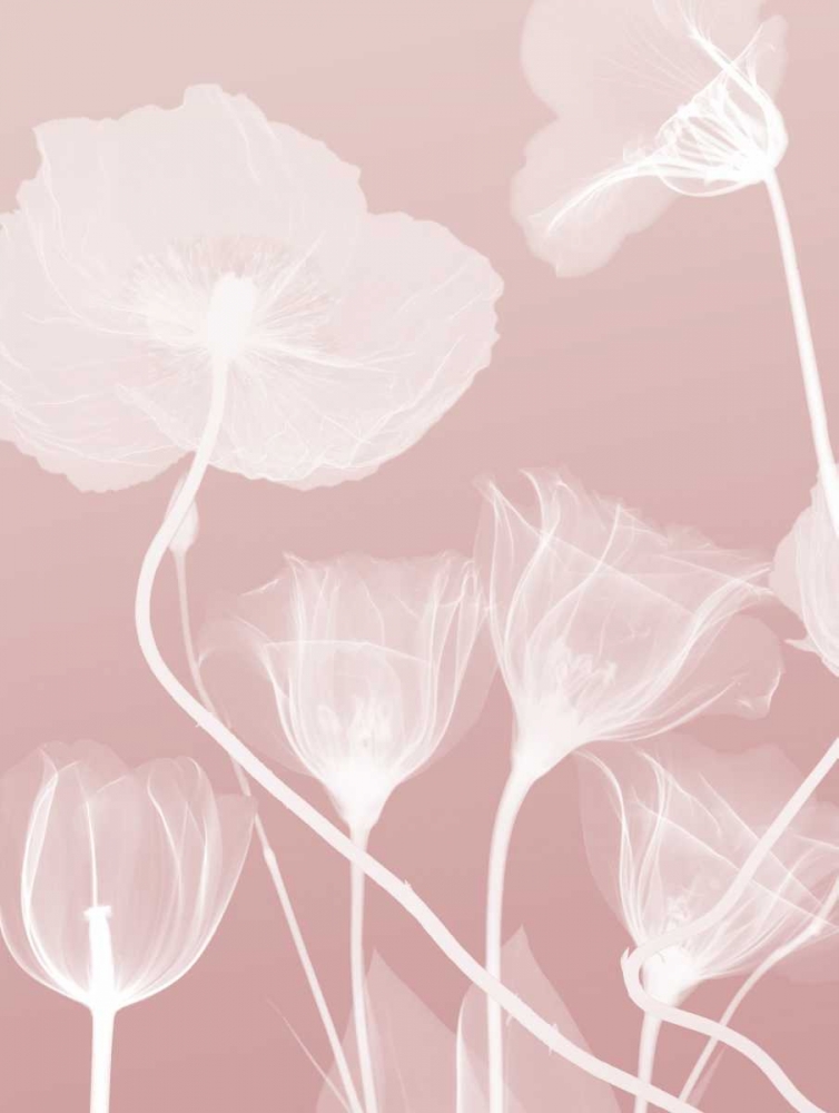 Pink Flora 1 art print by Albert Koetsier for $57.95 CAD