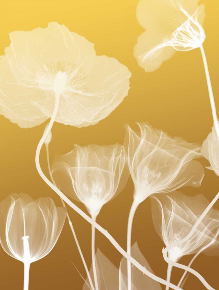 Transparent Flora 1 art print by Albert Koetsier for $57.95 CAD