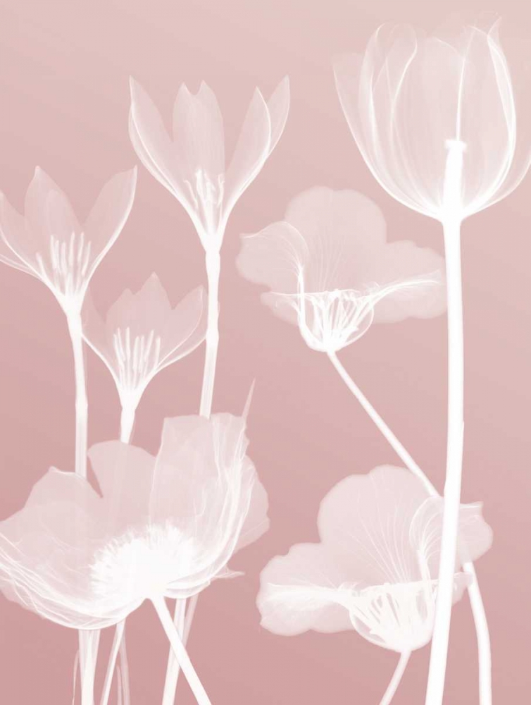Pink Flora 2 art print by Albert Koetsier for $57.95 CAD