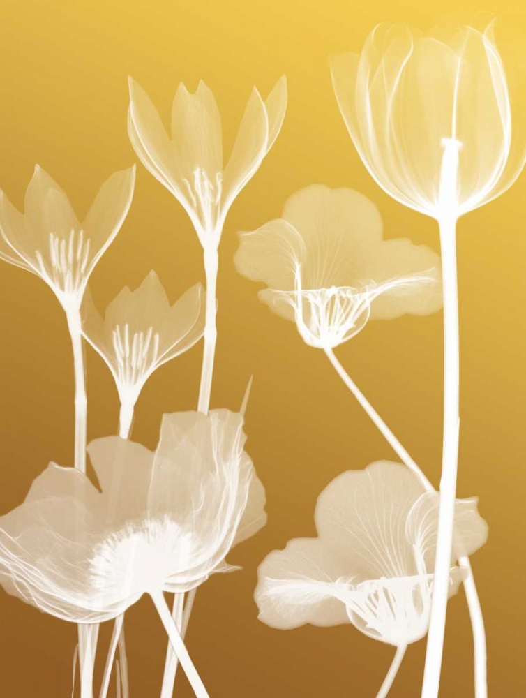 Transparent Flora 2 art print by Albert Koetsier for $57.95 CAD