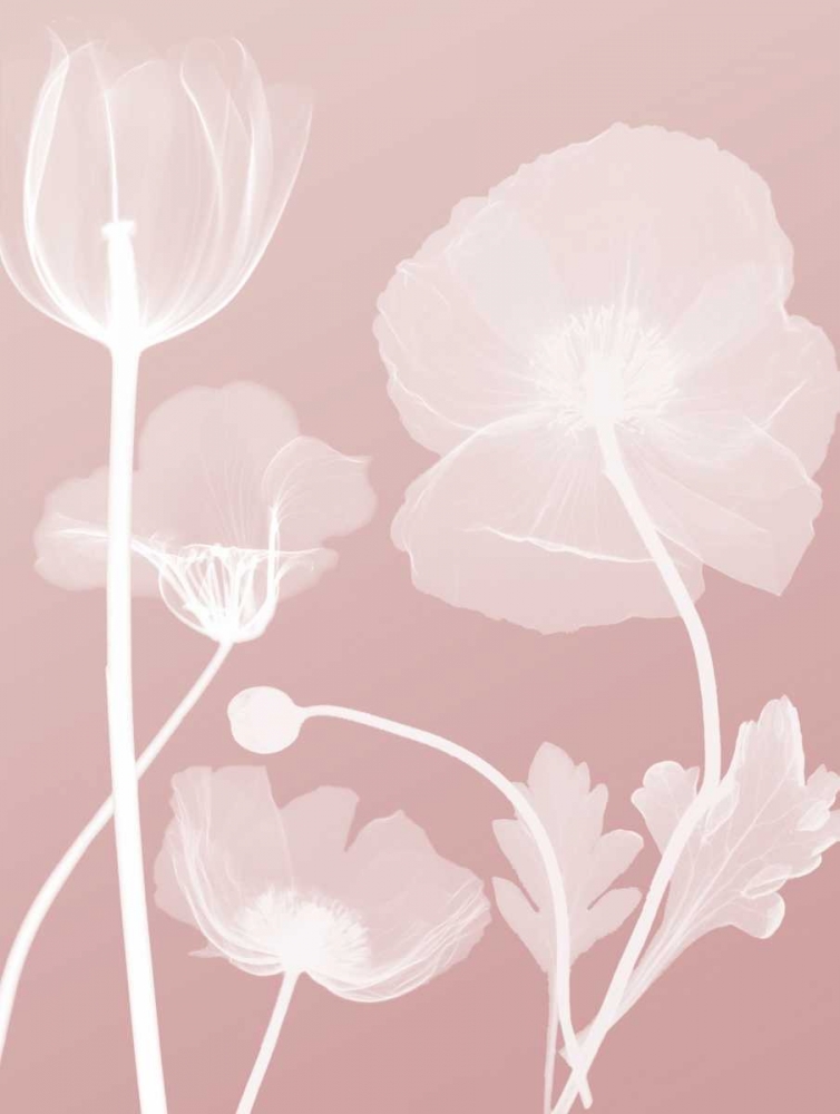 Pink Flora 3 art print by Albert Koetsier for $57.95 CAD