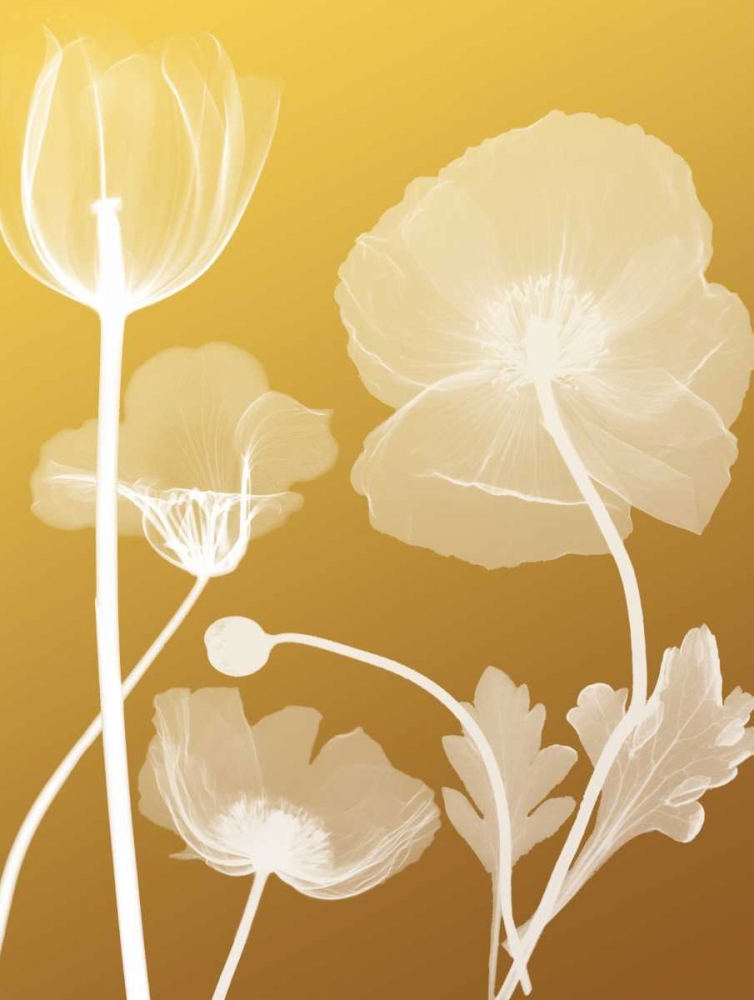 Transparent Flora 3 art print by Albert Koetsier for $57.95 CAD