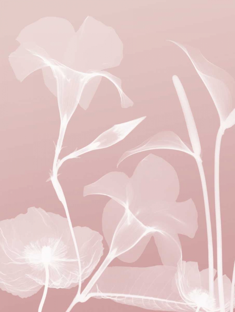 Pink Flora 4 art print by Albert Koetsier for $57.95 CAD
