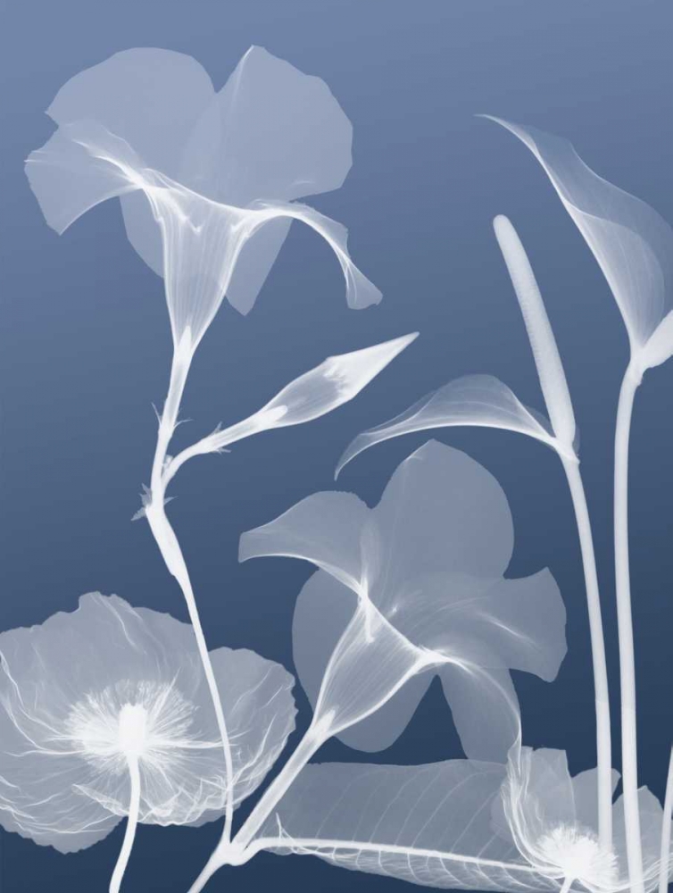 Transparent Flora 4 art print by Albert Koetsier for $57.95 CAD