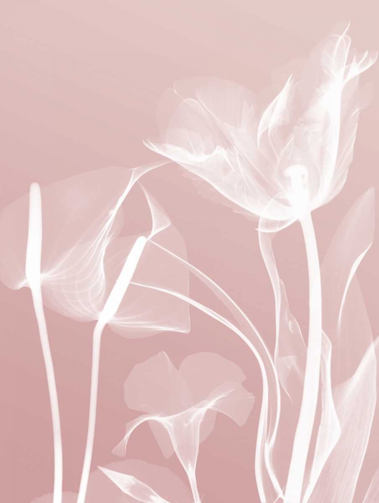Pink Flora 5 art print by Albert Koetsier for $57.95 CAD