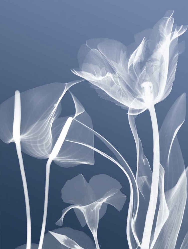 Transparent Flora 5 art print by Albert Koetsier for $57.95 CAD
